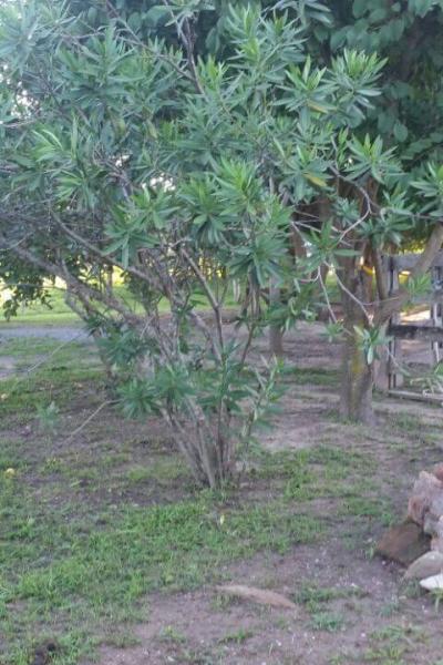 Fazenda Touro Bravo Chapada Dos Veadeiros Natureza 11