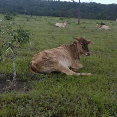Fazenda Touro Bravo Chapada Dos Veadeiros Natureza 14