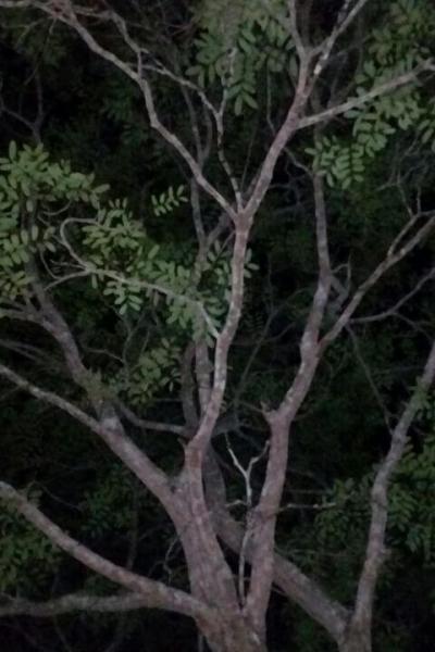 Fazenda Touro Bravo Chapada Dos Veadeiros Natureza 9