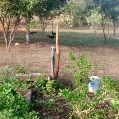 Fazenda Touro Bravo Chapada Dos Veadeiros Estrutura 15