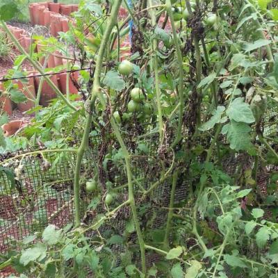 Fazenda Touro Bravo Chapada Dos Veadeiros Estrutura 17